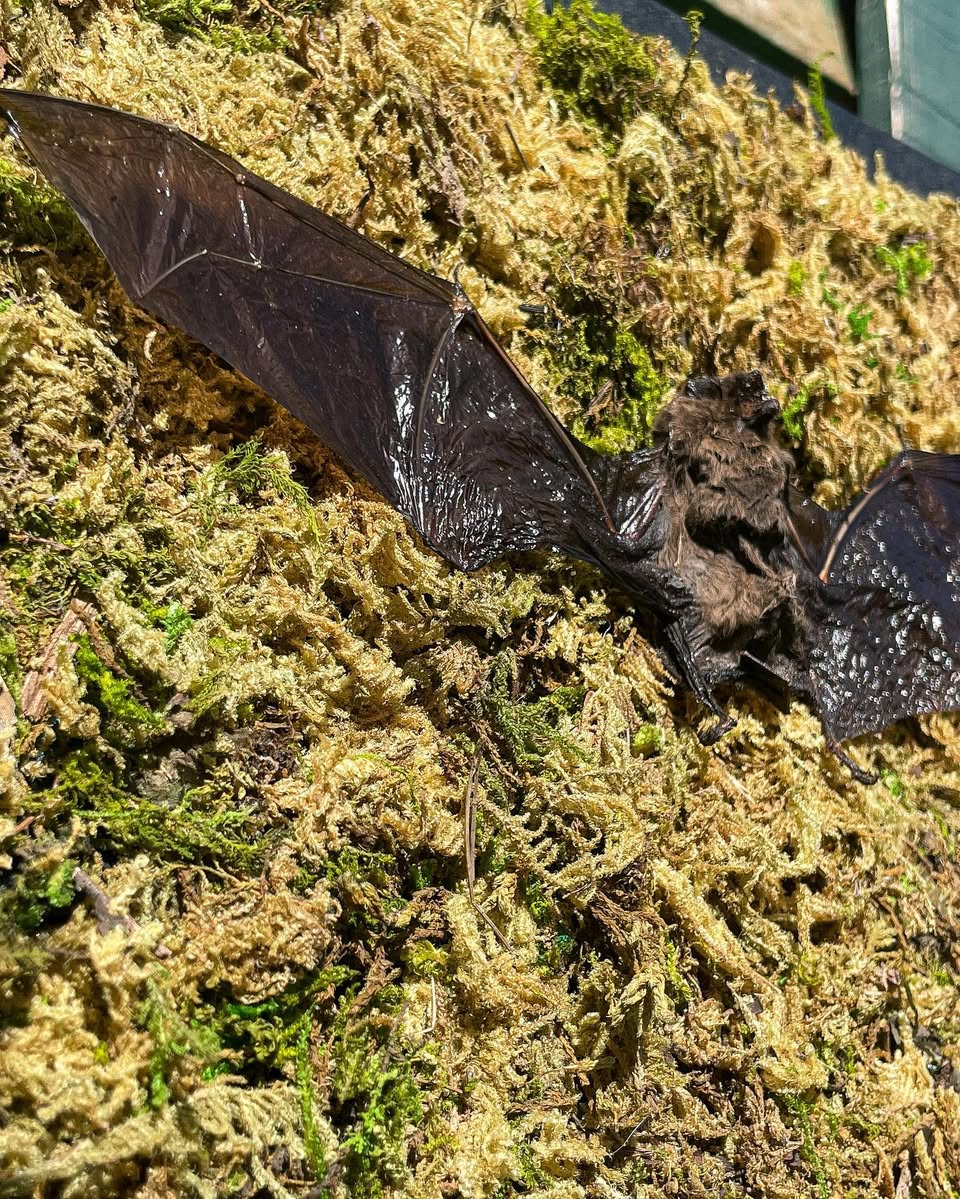Evaki — Mummified bat with moss in a glass case, 37 cm long and 28 cm high.