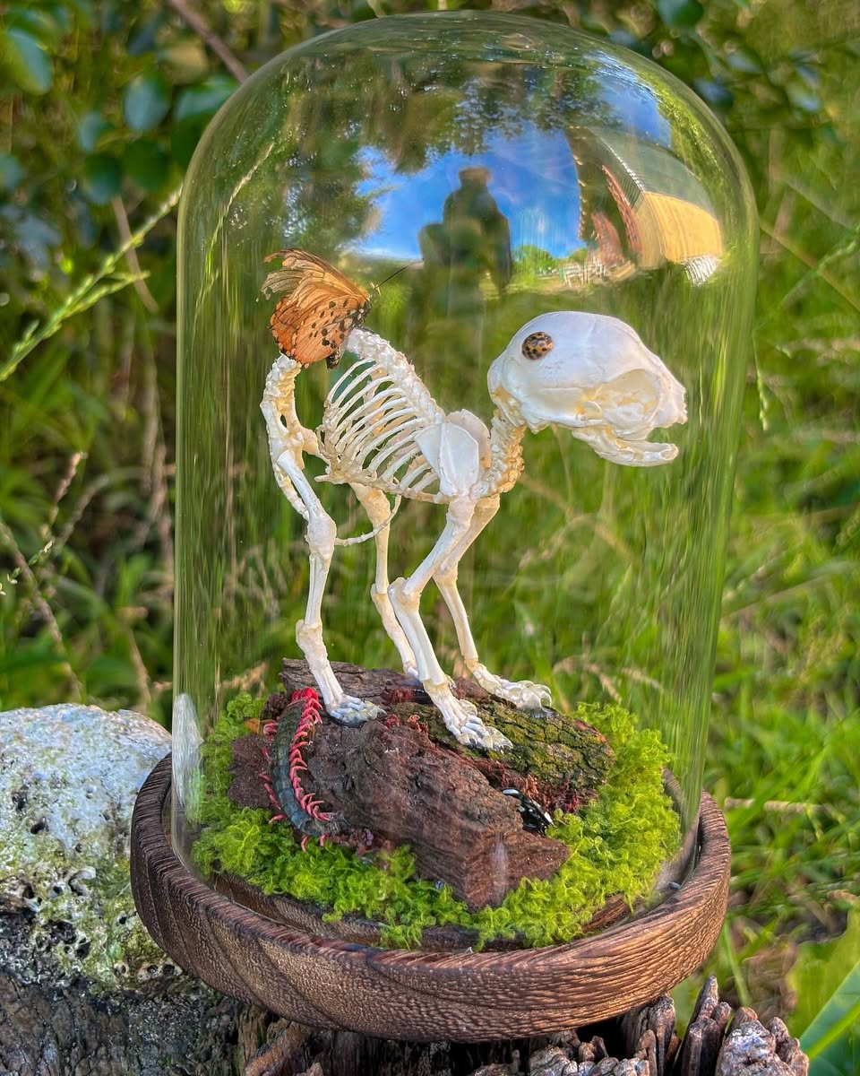 Larry — Articulated stillborn kitten in a glass dome with bugs and bark.