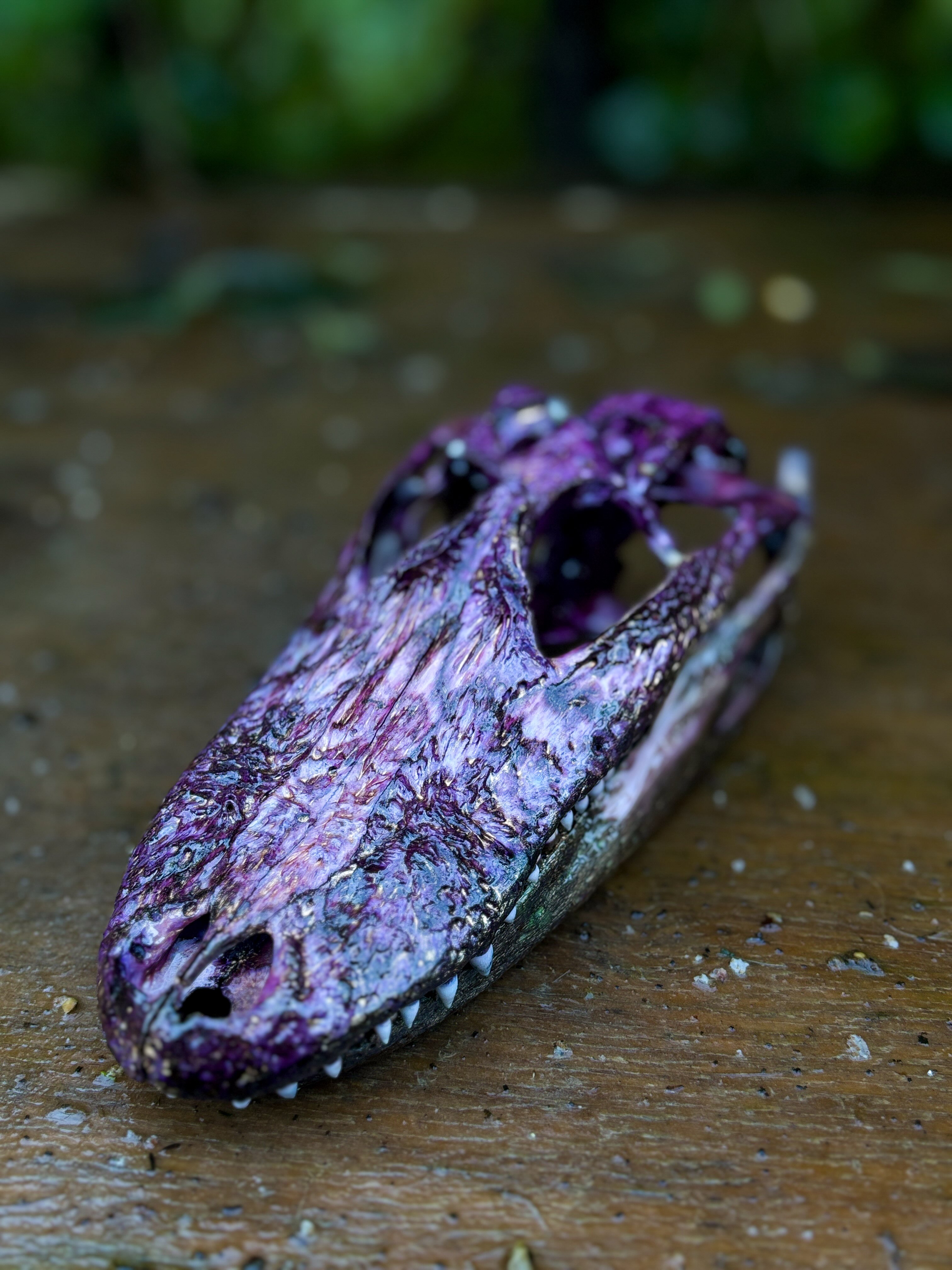 Louis — A dyed alligator skull, with shifting violet and blue tones across its textured surface.