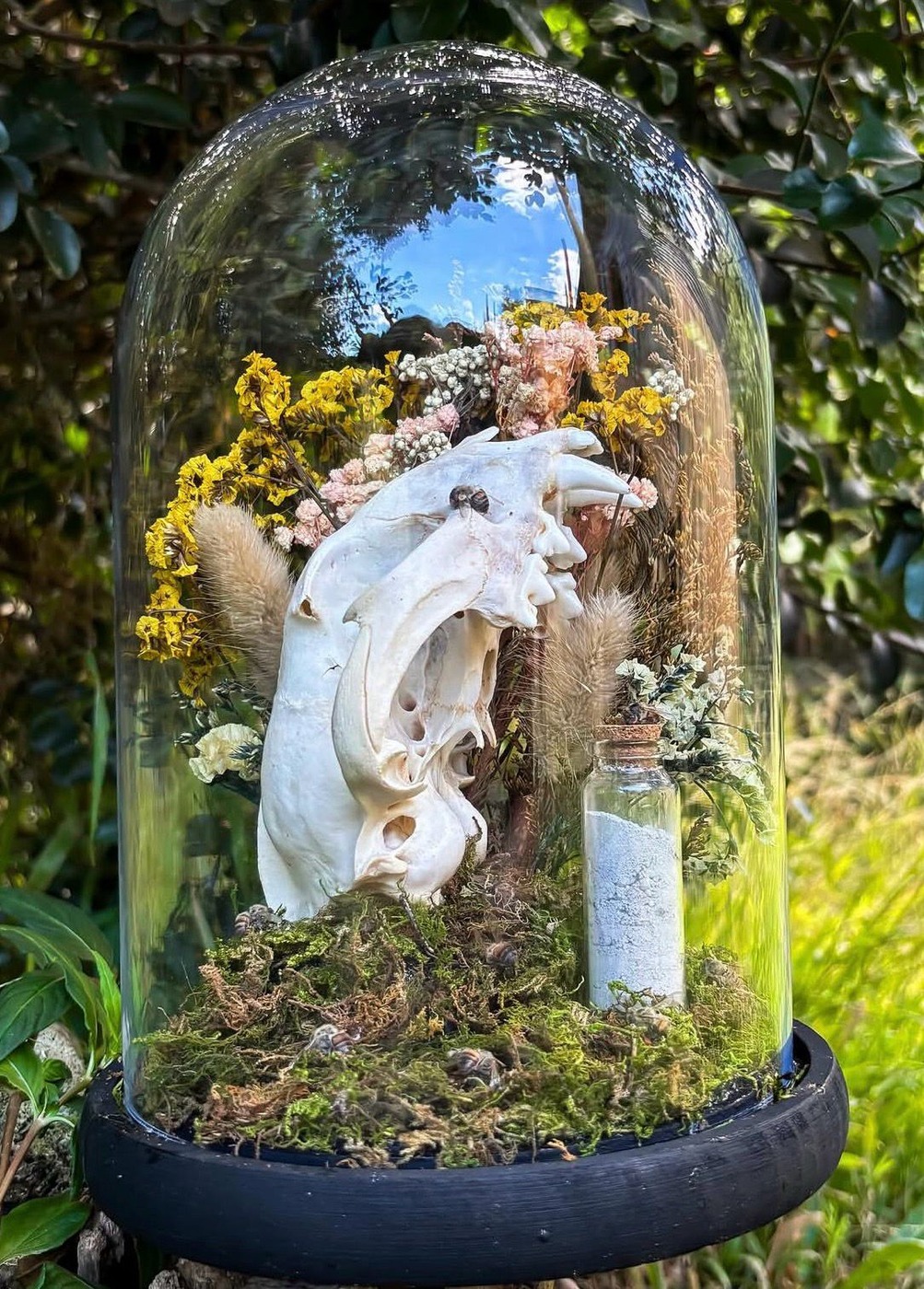A glass keepsake dome with an ethically sourced skull, dried flowers, moss and a small glass vial.