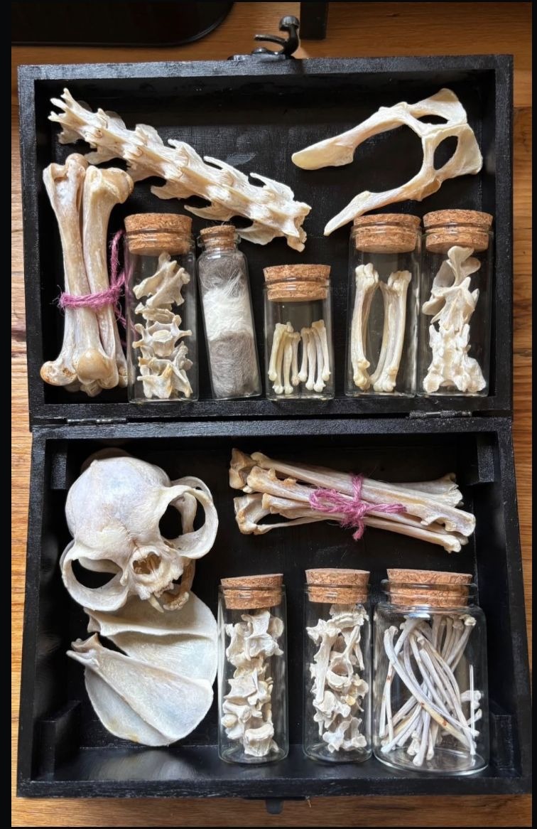 An open black animal memorial box with a skull, bones and small keepsake vials.