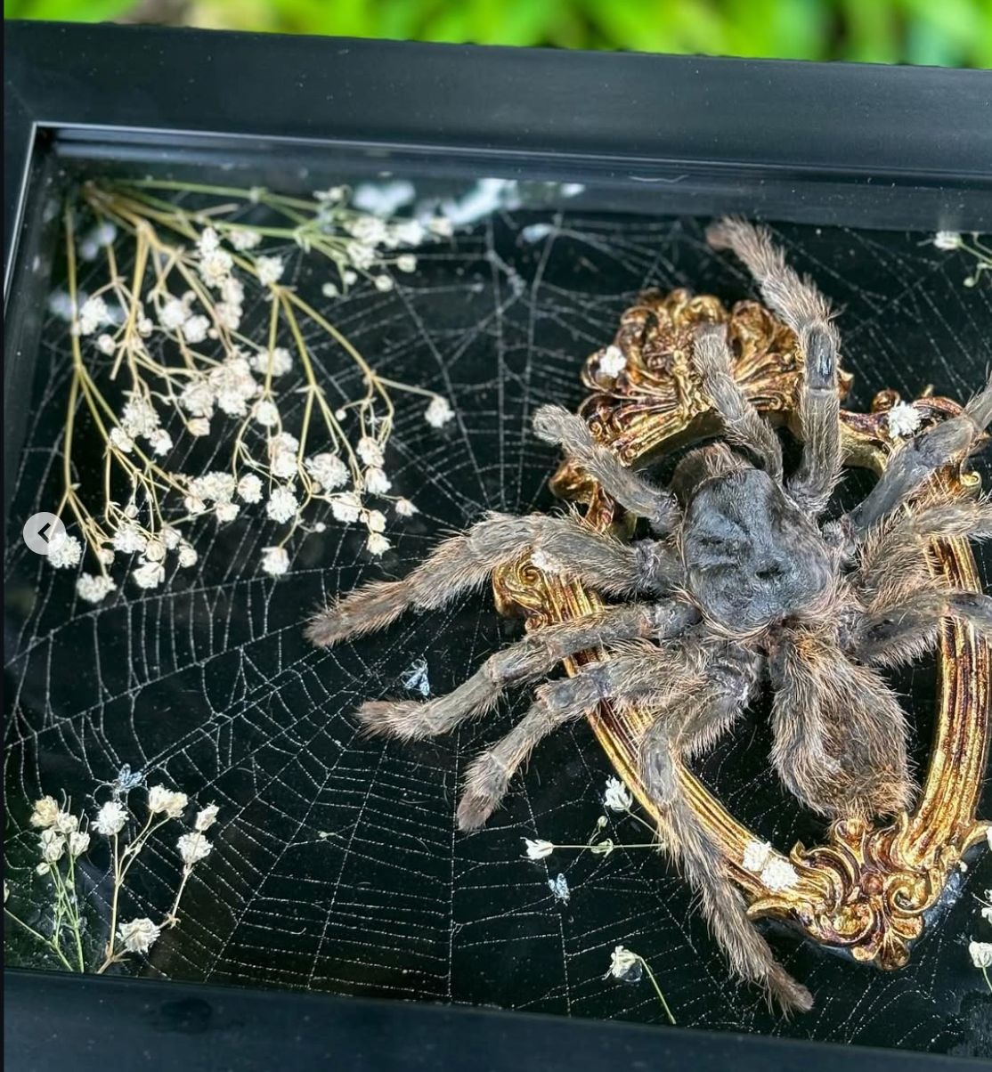A Chilean Rose Tarantula memorial arranged in a dark frame with natural details.