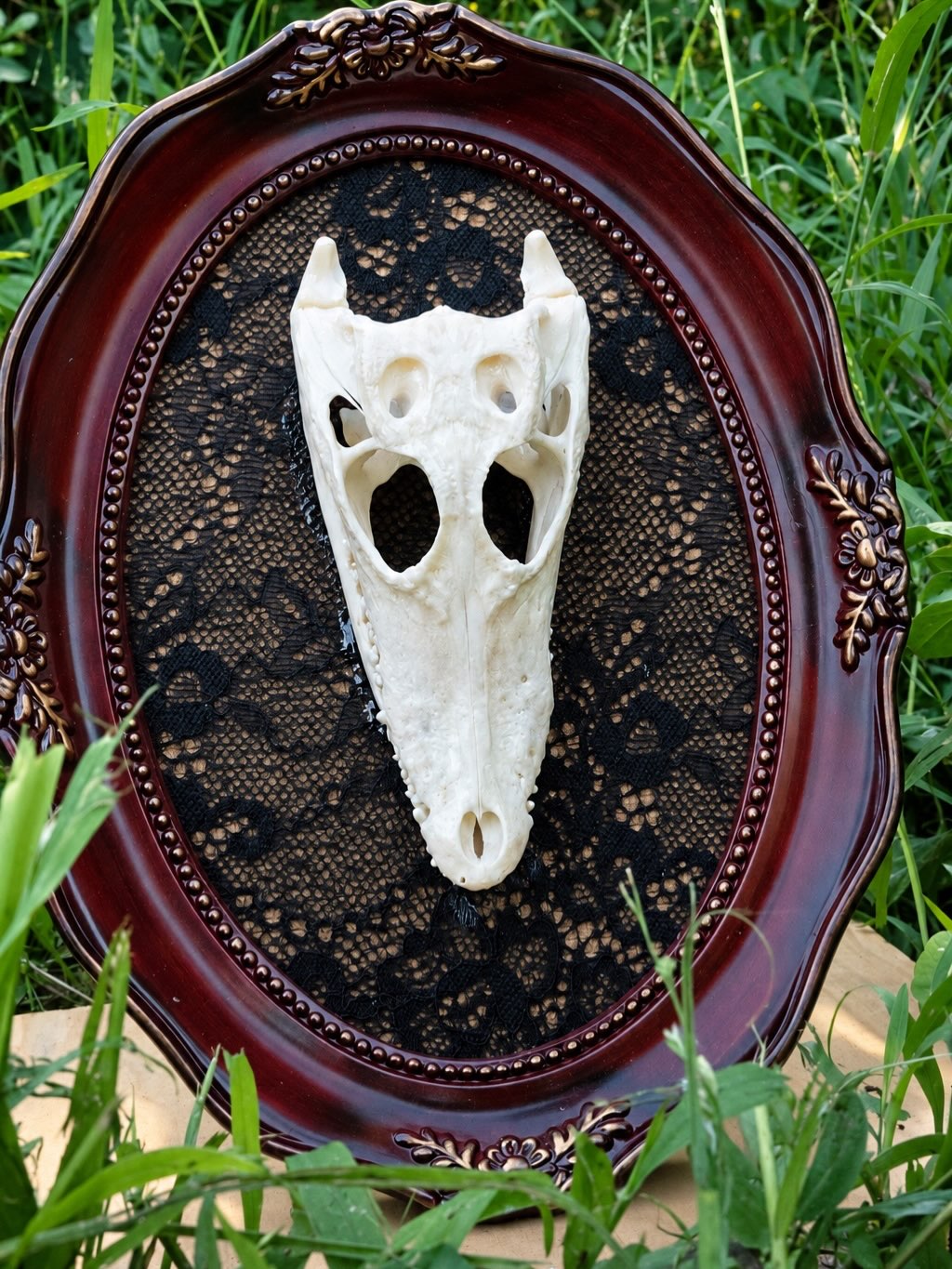 Cerb — A framed baby crocodile skull.