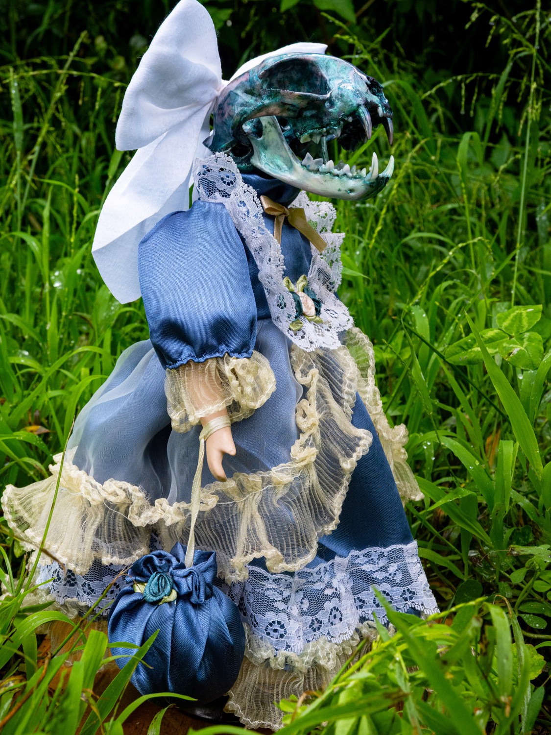 Florence. A domestic cat skull on an antique porcelain doll.
