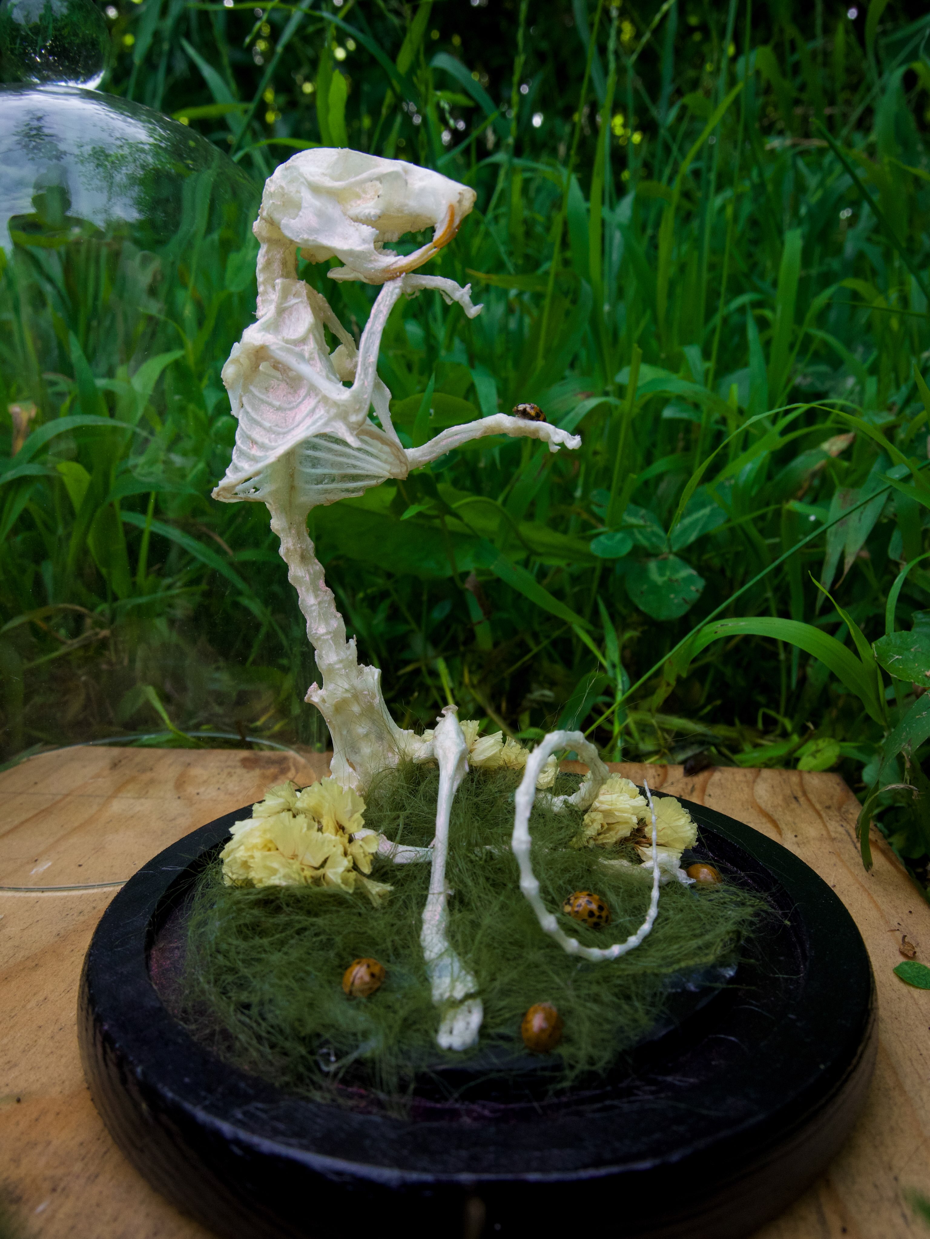Morgan, an iridescent articulated rat in a glass dome.
