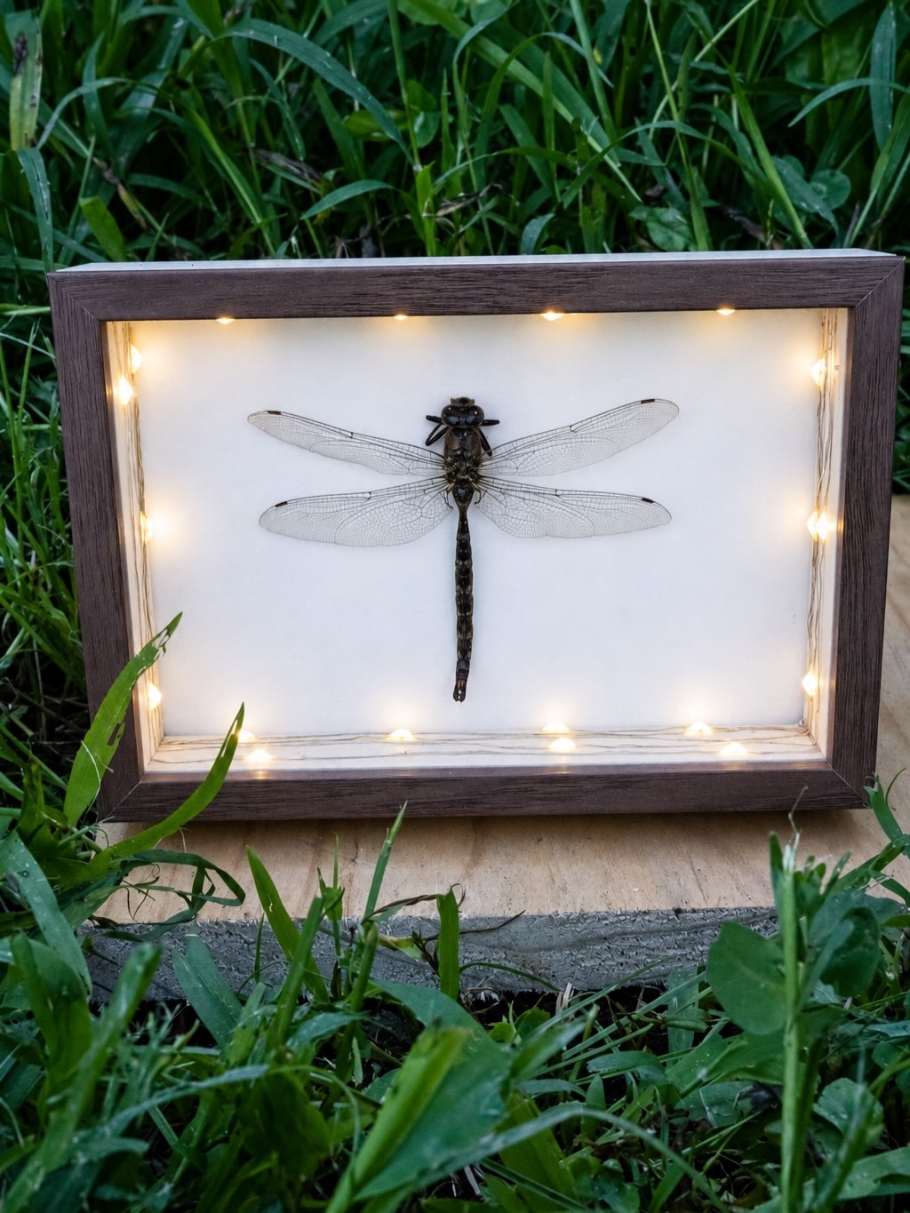 Neelie — A dragonfly found in Ellensburg, Washington, displayed in a light-up frame.