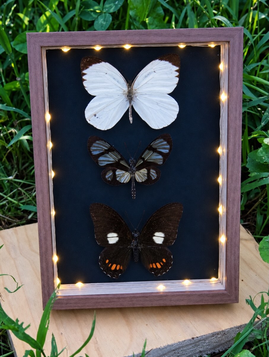 Powerpuff — Framed butterflies in a light-up frame.